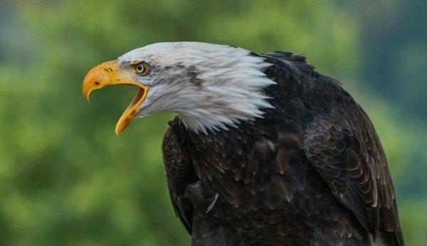 Beritahukum Com Inilah 8 Filosofi Burung Elang Yang Bisa Kamu Tiru