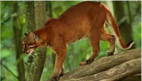 Kucing Hutan Indonesia Yang Terancam Punah Metrum