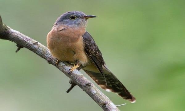 5 Jenis Burung Yang Disebut Pembawa Rezeki Sekaligus Kematian