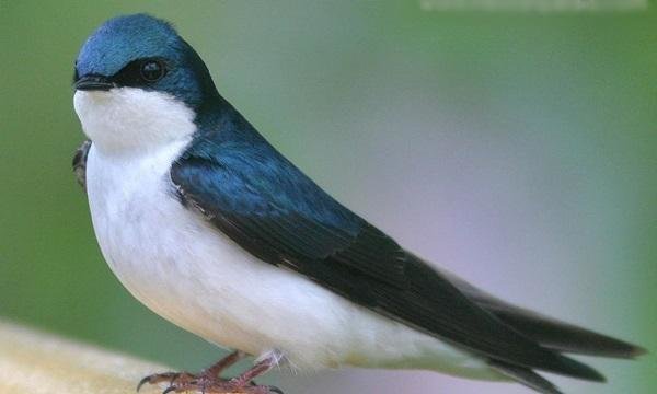 5 Mitos Burung Pembawa Rezeki Hingga Kematian Opini Id
