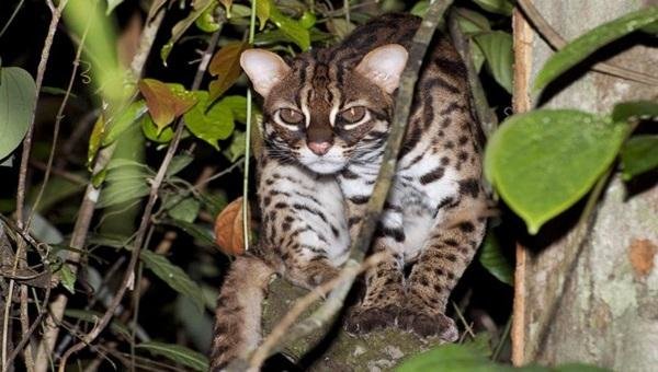 Kucing Hutan Indonesia Yang Terancam Punah | Metrum