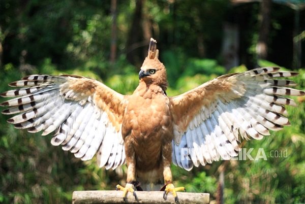 Beritahukum Com Inilah 8 Filosofi Burung Elang Yang Bisa Kamu Tiru