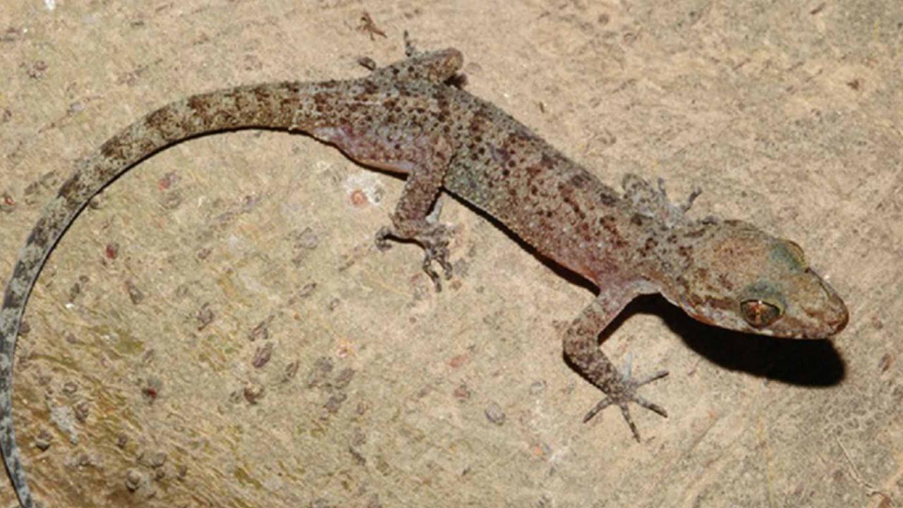 Katak Dan Cicak Jenis Baru Opini id Katak Dan Cicak Jenis Baru Opini id